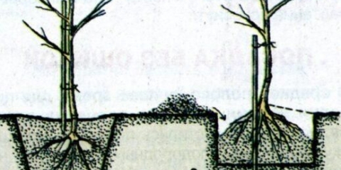 Kako posaditi trn (trn) u proljeće i jesen